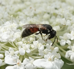 Hylaeus variegatus