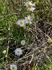 Brachyscome paludicola