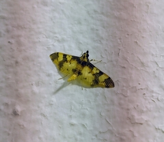 Orphanostigma angustale