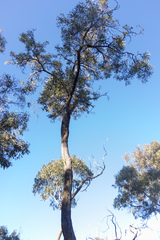 Eucalyptus tricarpa