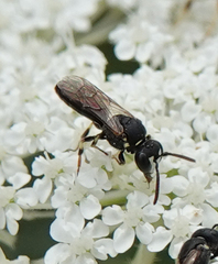 Hylaeus variegatus