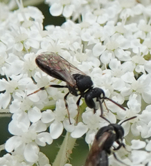 Hylaeus variegatus