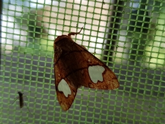 Zatrephes trailii