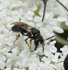 Hylaeus variegatus