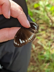 Euploea lewinii