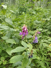 Vicia unijuga