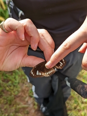 Euploea lewinii