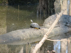 Trachemys scripta scripta