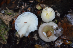 Russula roseopileata