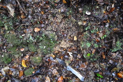 Russula roseopileata