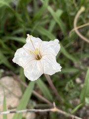 Acleisanthes