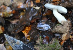 Russula roseopileata