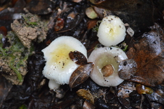 Russula roseopileata