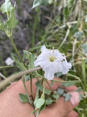 Acleisanthes