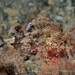 Ghostly Scorpionfish - Photo (c) diverosa, some rights reserved (CC BY-NC-ND)