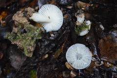 Russula roseopileata