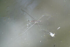 Aquarius elongatus