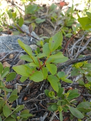 Vaccinium coccineum