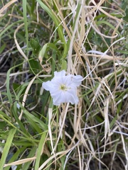 Acleisanthes