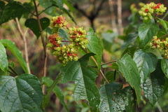 Clerodendrum canescens
