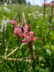 Onobrychis inermis