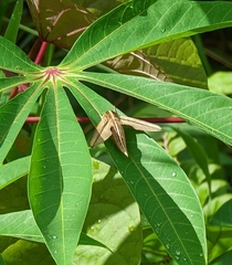 Theretra silhetensis