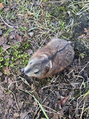 Dicrostonyx groenlandicus