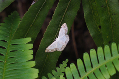 Scopula propinquaria