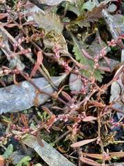 Polygonum plebeium