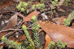 Pultenaea humilis