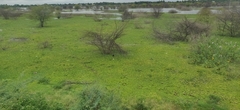 Salvinia molesta