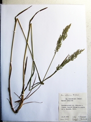 Poa sibirica