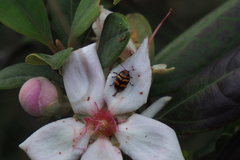 Cryptocephalus trifasciatus