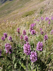 Betonica hirsuta