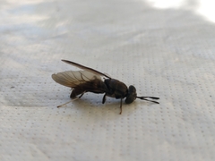 Hermetia illucens