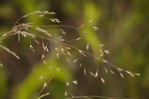 Deschampsia nubigena