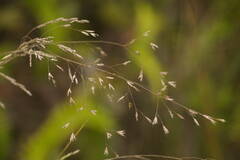 Deschampsia nubigena
