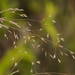 Deschampsia nubigena - Photo (c) Kevin Faccenda, algunos derechos reservados (CC BY), subido por Kevin Faccenda