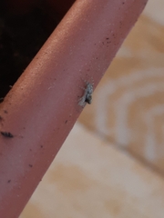 Menemerus semilimbatus