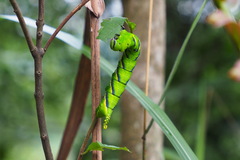 Acherontia lachesis