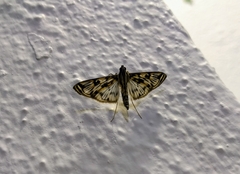 Rhimphalea astrigalis