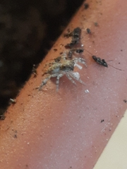 Menemerus semilimbatus