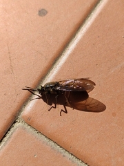 Hermetia illucens