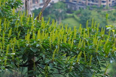 Triadica cochinchinensis