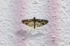 Rhimphalea astrigalis