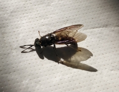 Hermetia illucens
