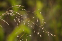 Deschampsia nubigena