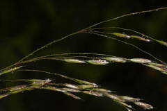 Deschampsia nubigena