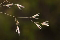 Deschampsia nubigena
