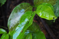 Phraortes stomphax